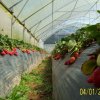 vivero de fresas